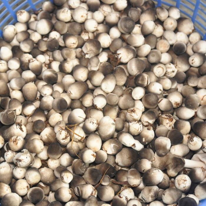 NẤM RƠM